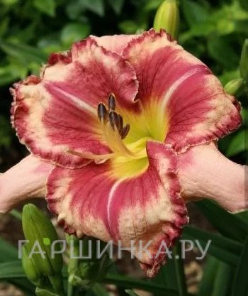 Лилейник Аутстендинг