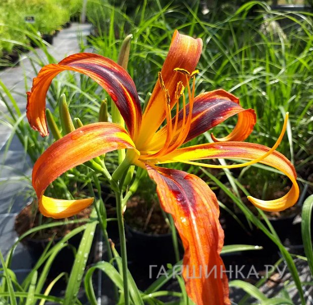 Kaban TV порно арналарын онлайн көріңіз Жалаңаш темекі шегу видеосы