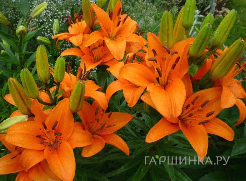 Лилия Цезарс Палас лонгифлорум азиатская/ 2шт