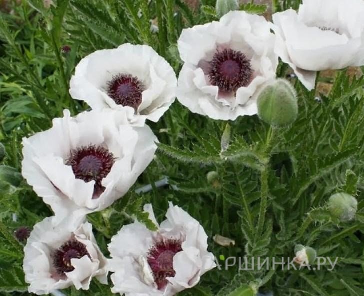 Мак orientale Perrys White