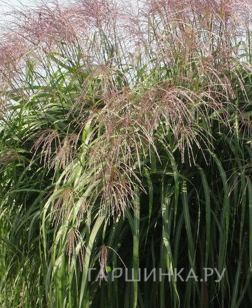 Мискантус Рози