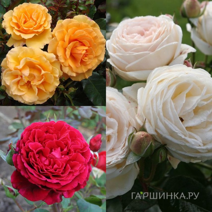 Комплект самых ароматных роз