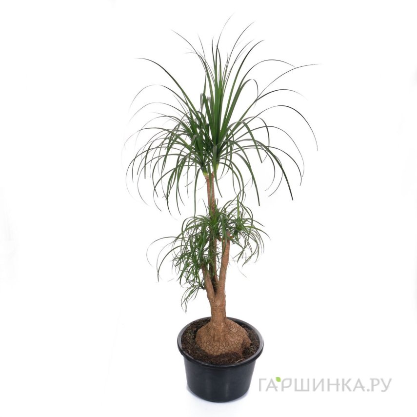 Нолина разветвленная