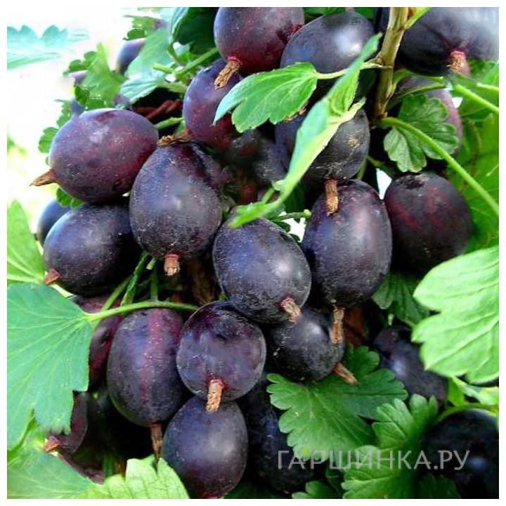 Крыжовник Северный капитан слабошипованный