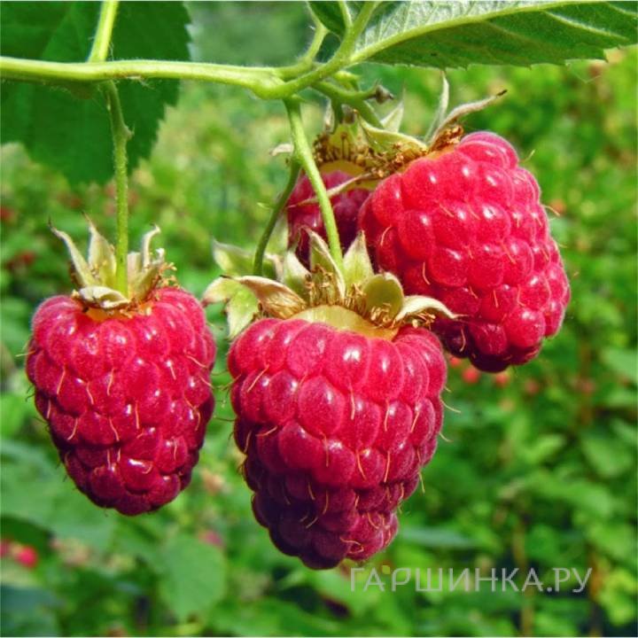 Малина Лячка красная