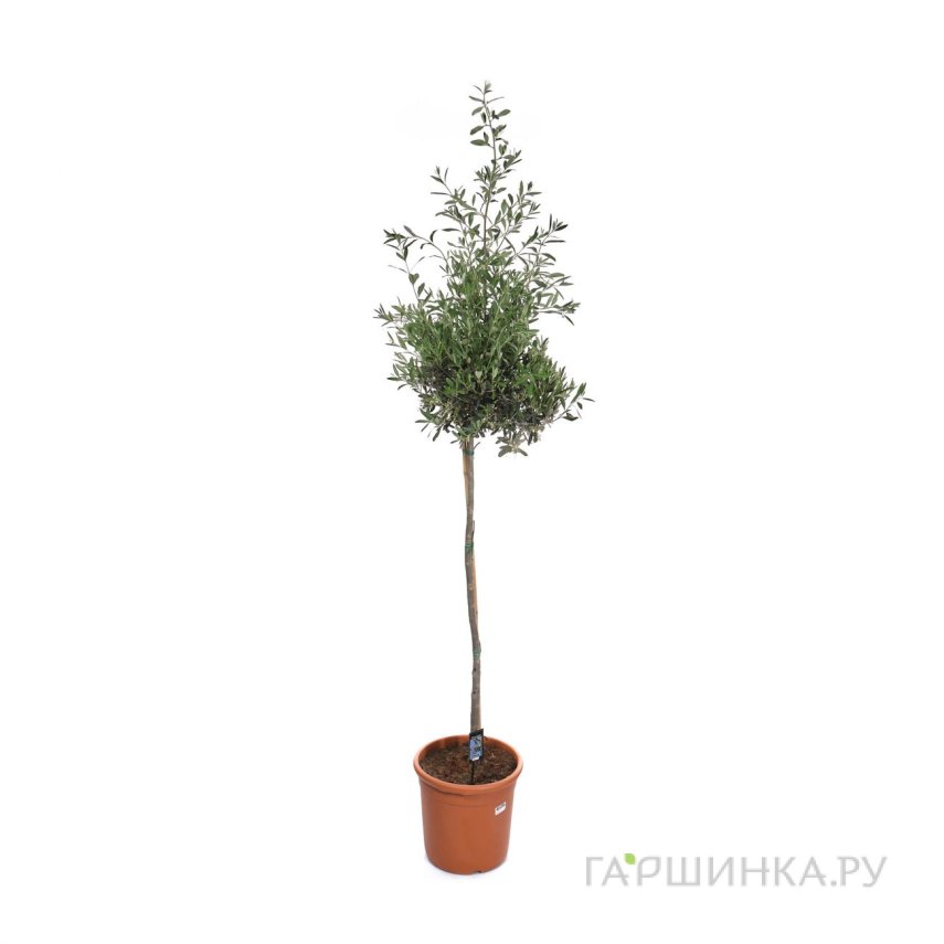 Оливковое Дерево штамбовое