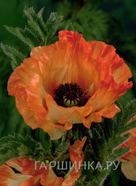 Мак orientale Orange Glow