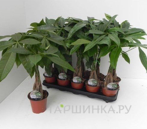 Пахира Акватика