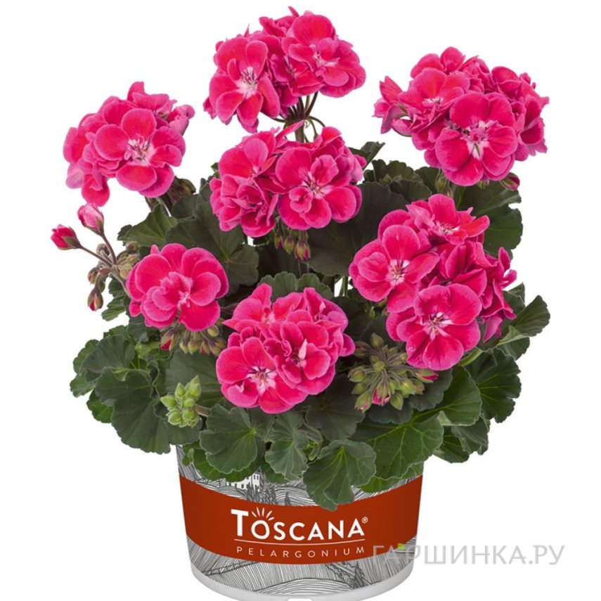 Пеларгония зональная Тоскана Кастелло Роуз Ай