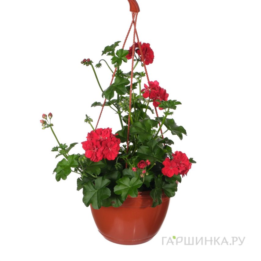 Пеларгония зональная красная подвесная