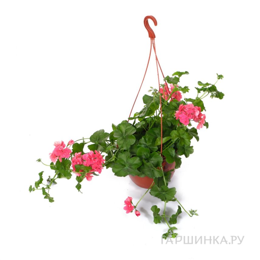 Пеларгония зональная розовая подвесная