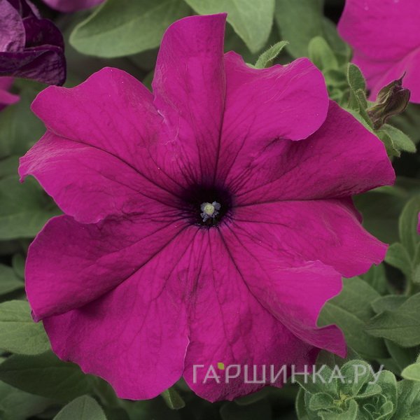Петуния вегетативная Каскадиас Пассион