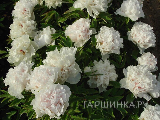 Пион древовидный Белая Башня