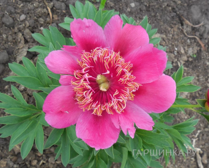 Пион лекарственый Anemoneflora