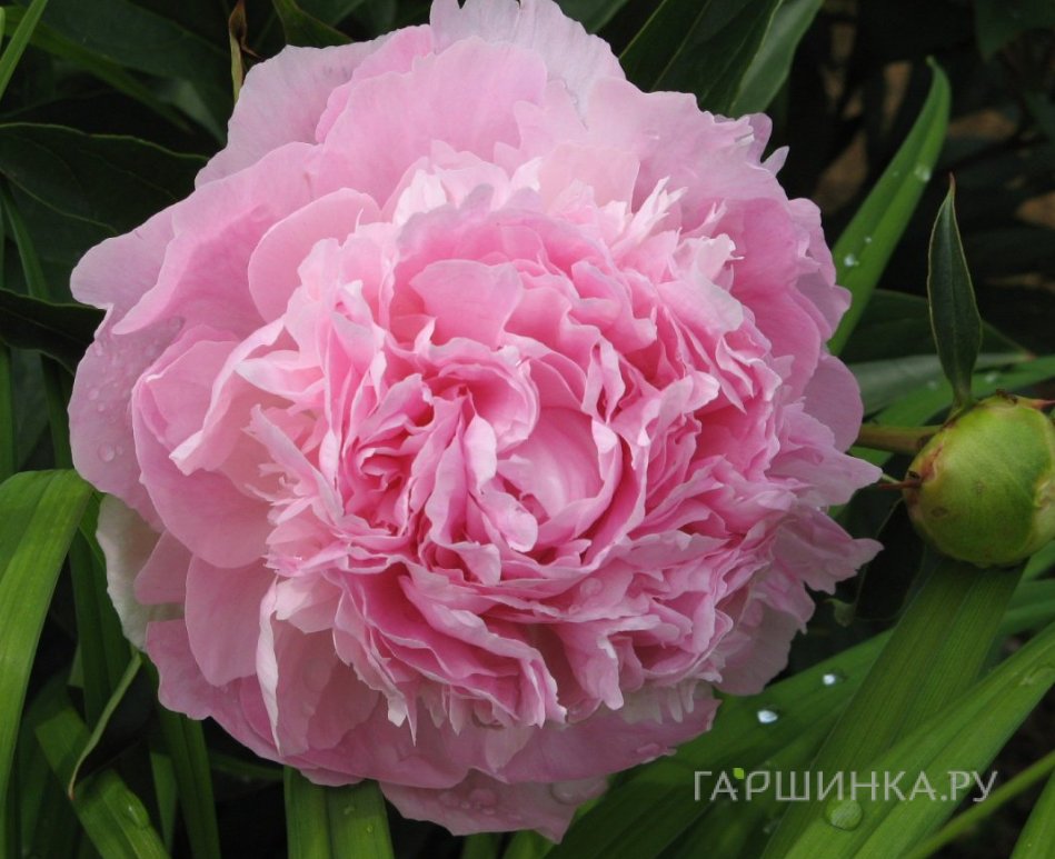 Пион Pink Cameo