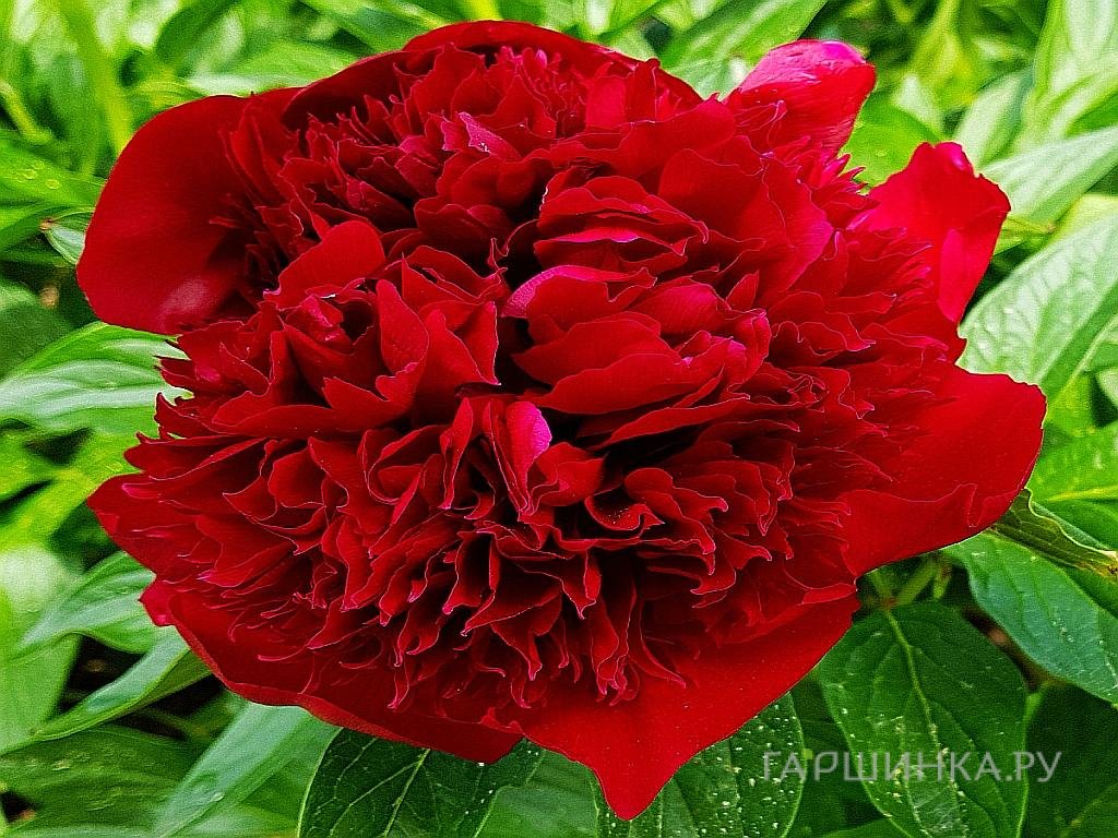 Пион Red Charm