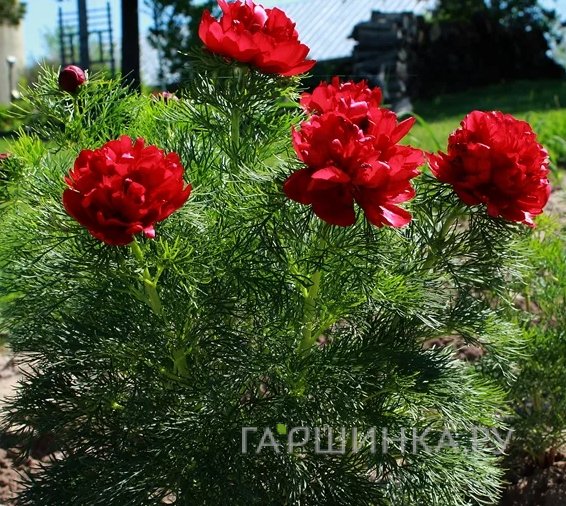 Пион тонколистный Плена