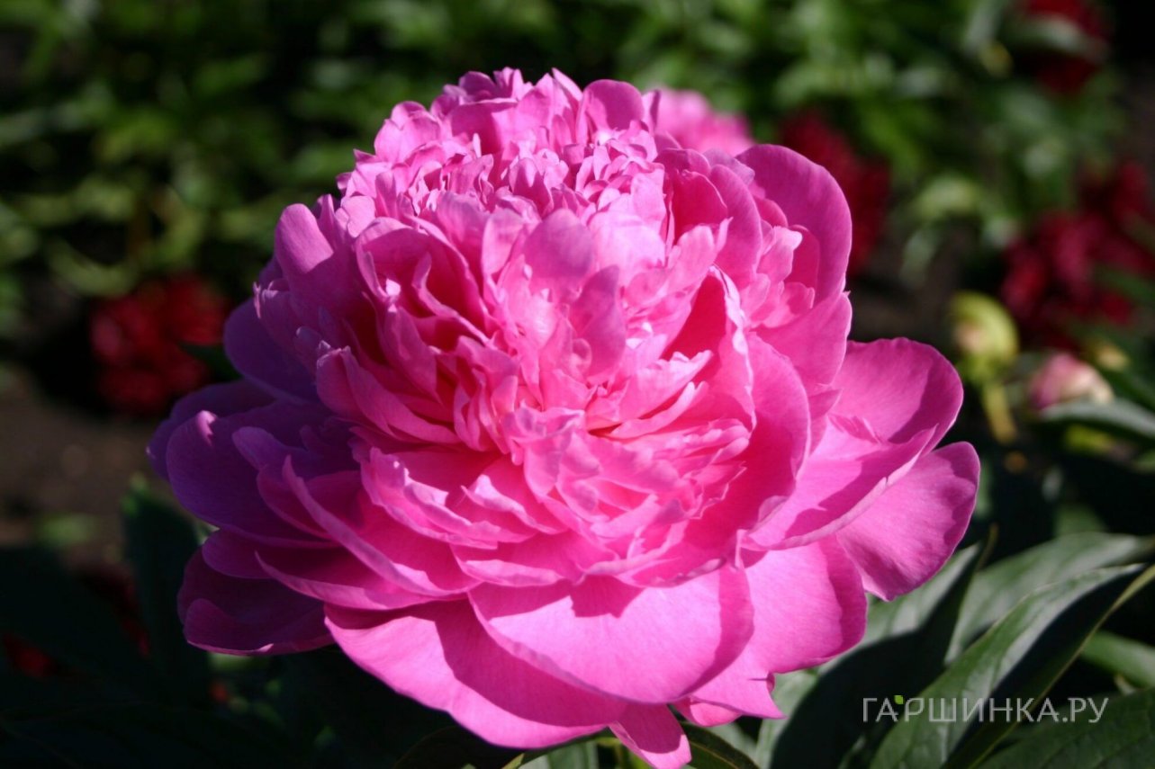 Пион Vivid Rose