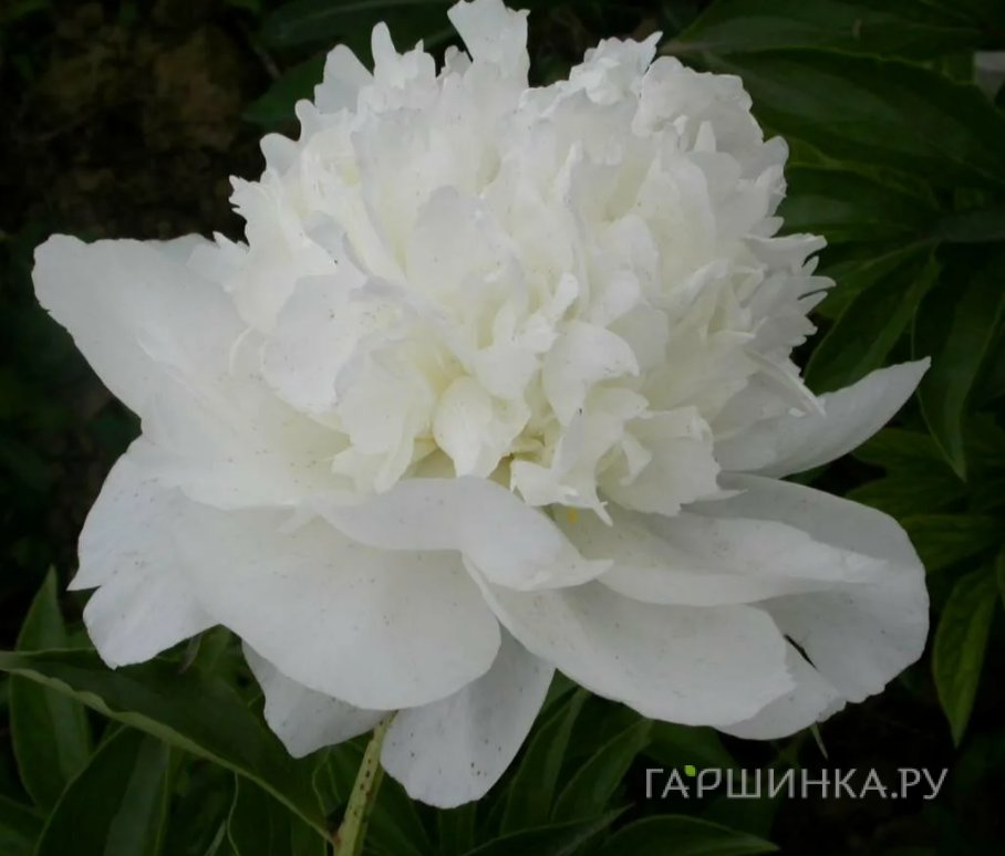 Пион Уайт Тауэрс