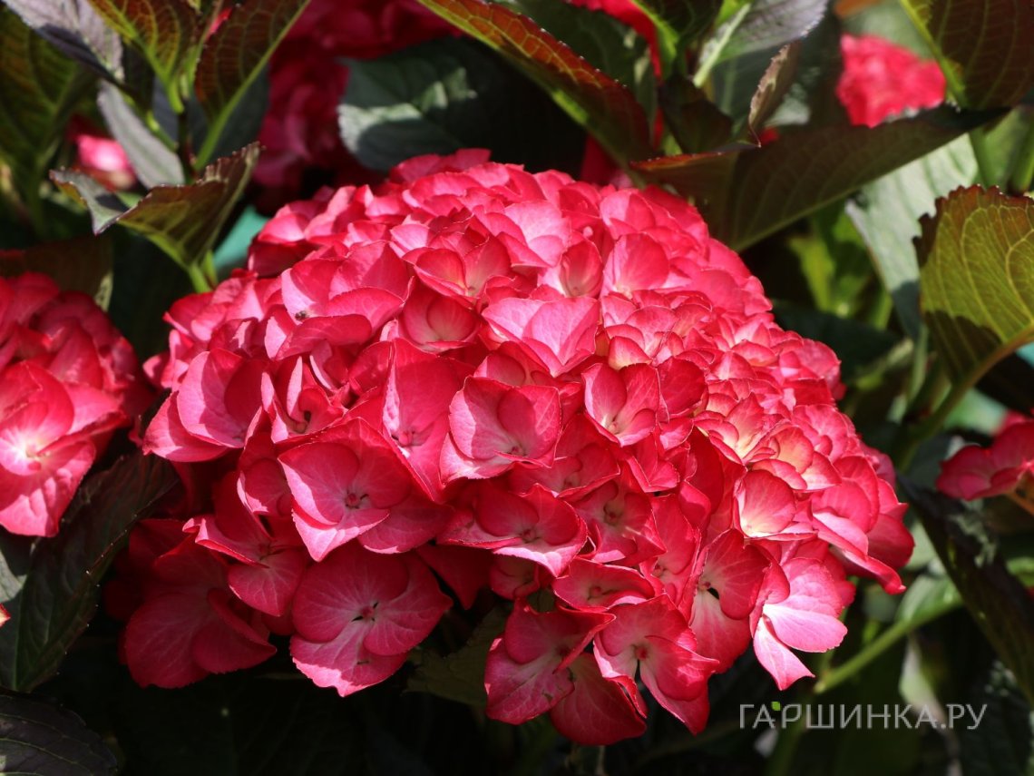Гортензия Ред Энджел (Красный Ангел) крупнолистная (макрофила)