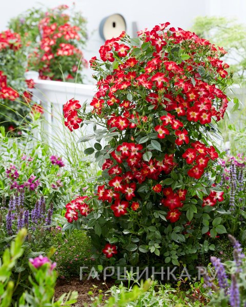 Роза Эверглоу Руби