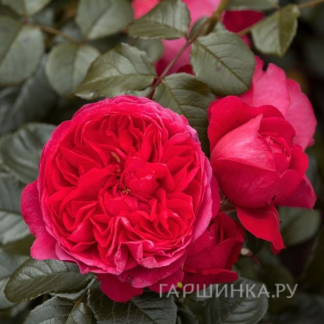 Роза Дип Лав плетистая, Тантау