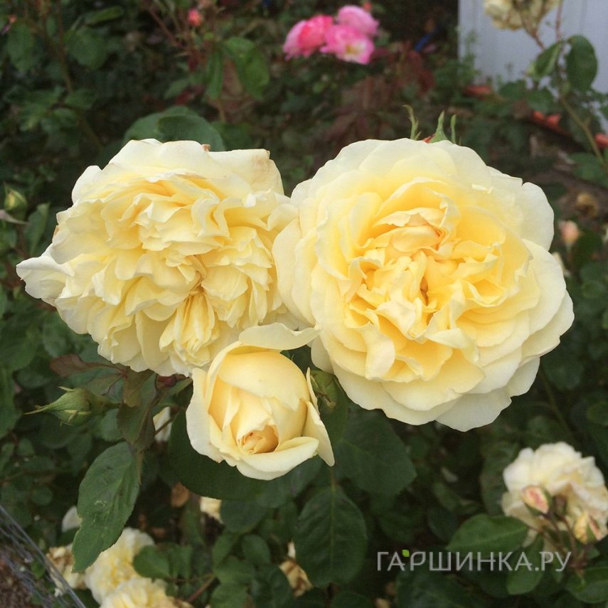Роза Морабито, Гийо
