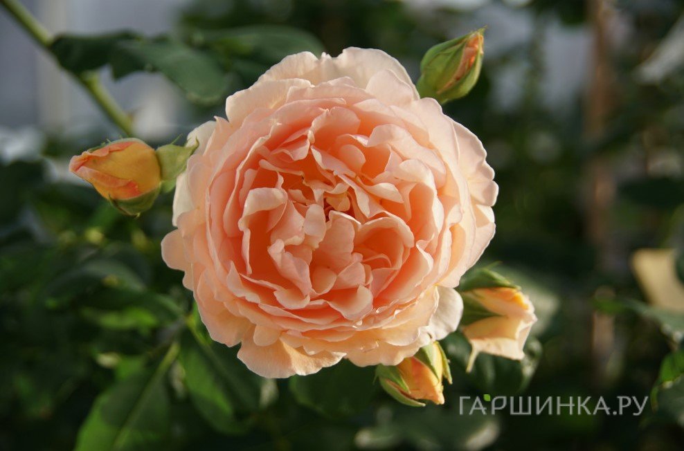 Роза Николь Миулан, Гийо