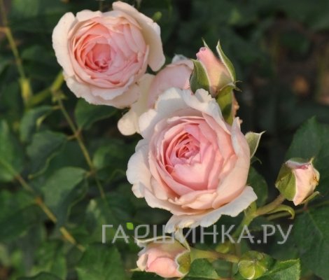 Роза Эмилия Фрайла, Фено Гено