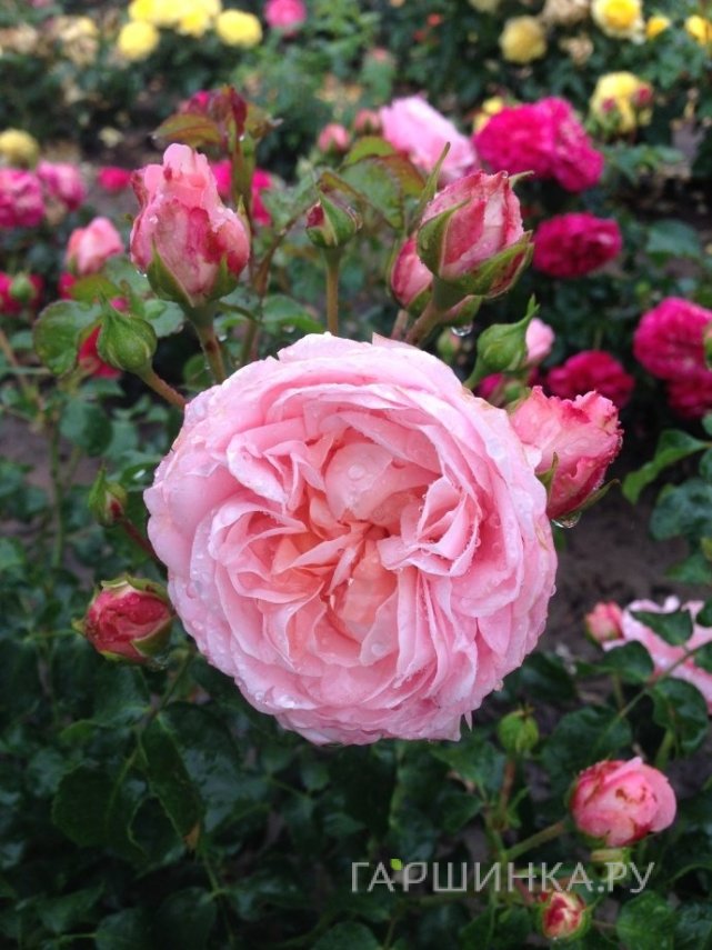 Роза Фром Фар Эвей, Roses 4 Ever