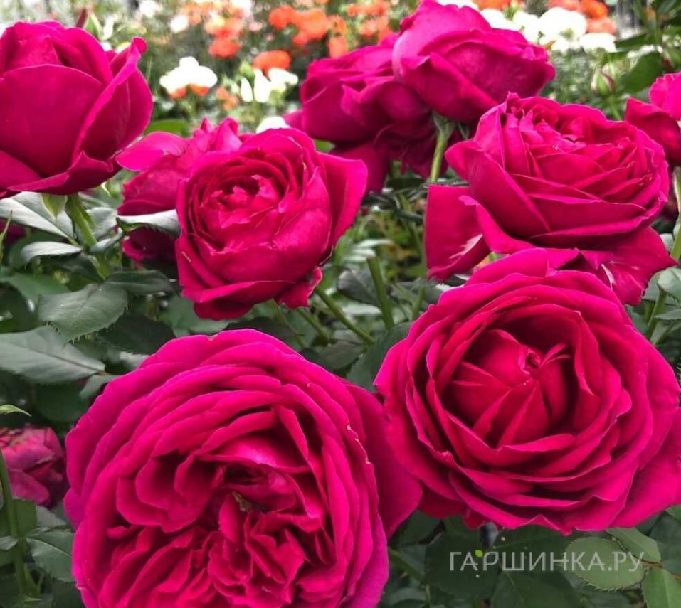 Роза Фюр Элизе флорибунда, Топалович (лиц)