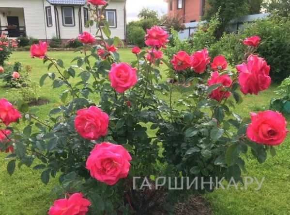 Роза Иветт Хорнер, НИРП