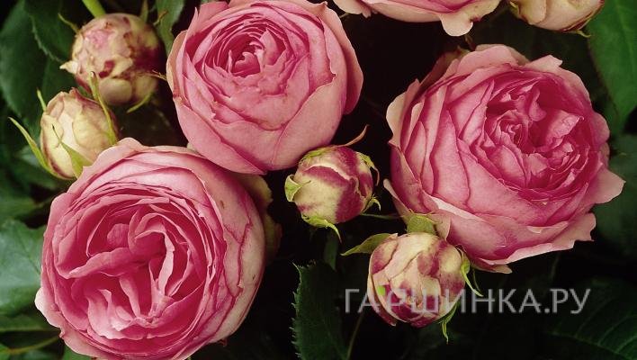 Роза Хеппи Пиано чайно-гибридная Imperial Rose