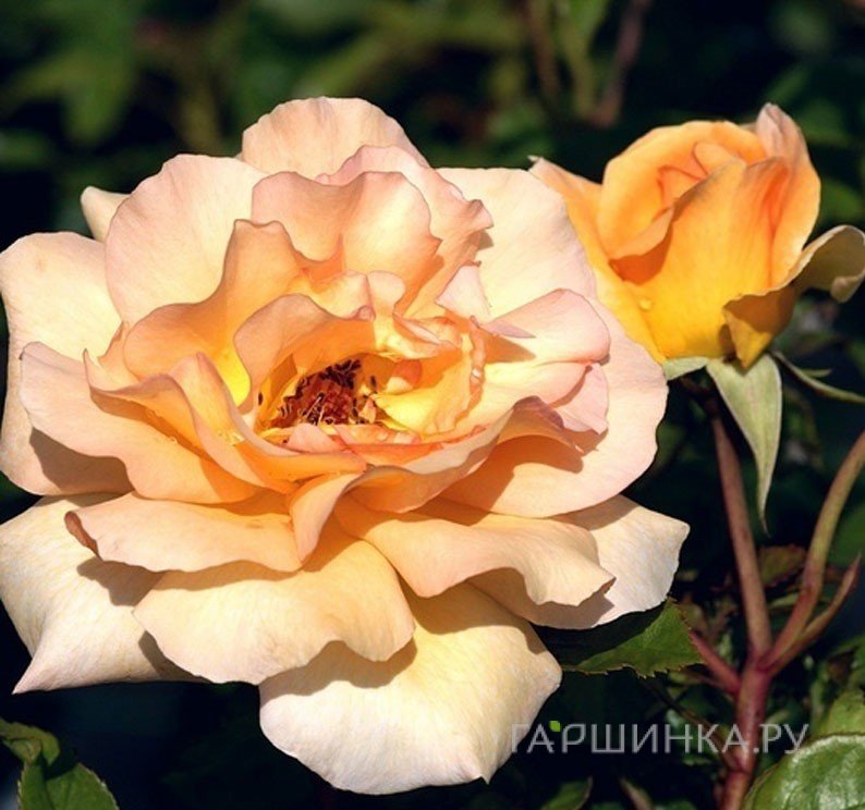 Роза Кокард, НИРП