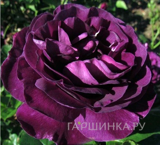 Роза Минерва, Vissers