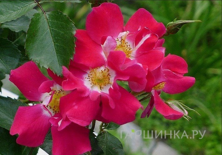 Роза Симфоника, Ворнер