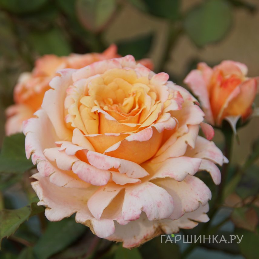 Роза Таитиан Сансет, Гийо