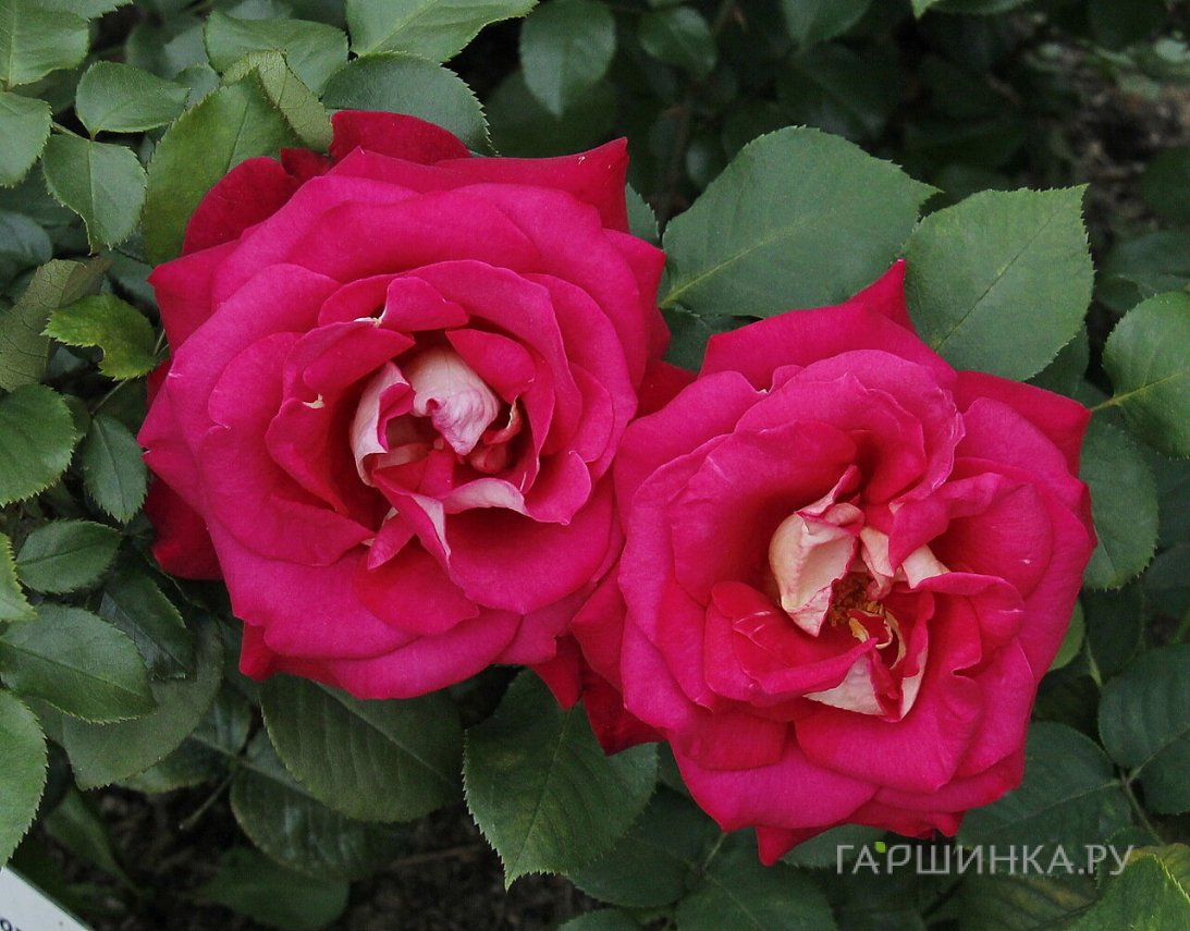 Роза Веласкес чайно-гибридная, Топалович (лиц)