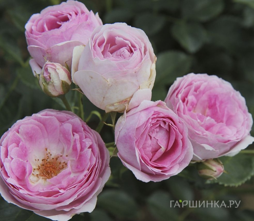Роза Везалиус, Vissers