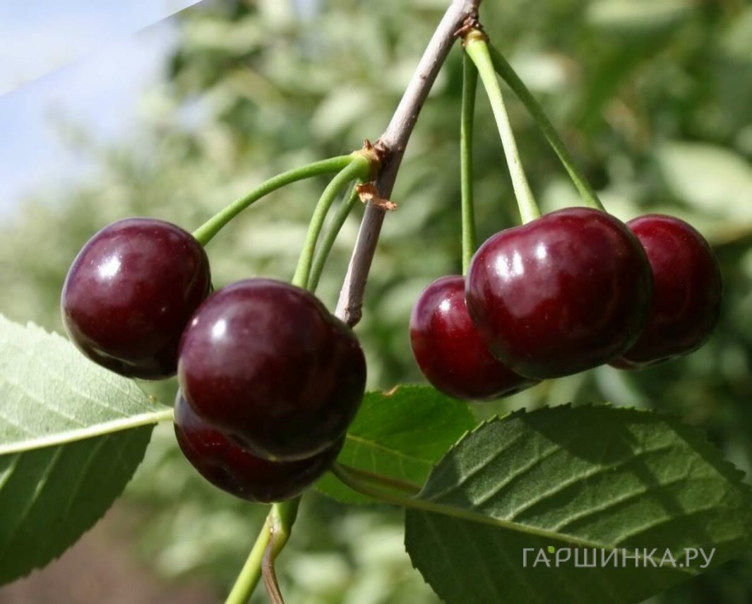 Вишня Ровесница