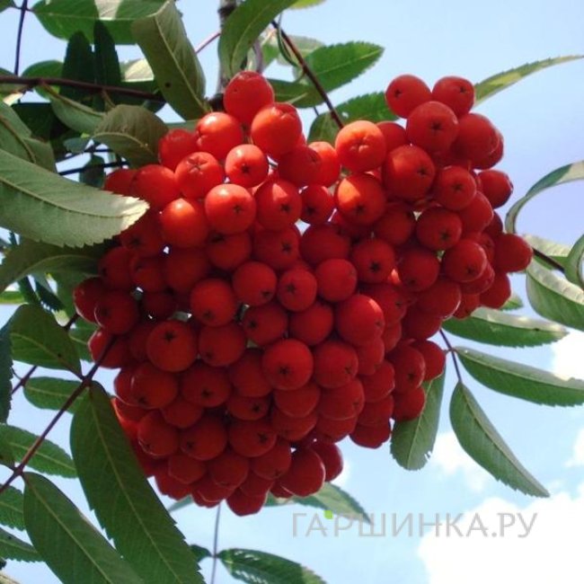 Рябина красная Сахарная Петрова