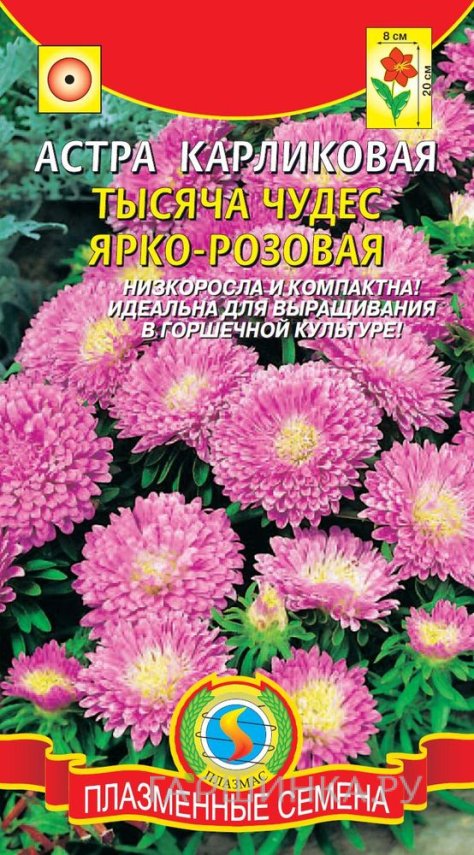 Семена Астра Тысяча чудес ярко-розовая 0,2гр ЦП