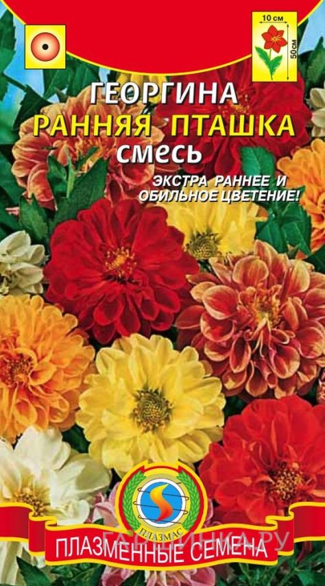 Семена Георгина Ранняя пташка ц.п. 12 шт