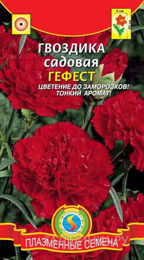 Семена Гвоздика Гефест ц.п. 0,1гр