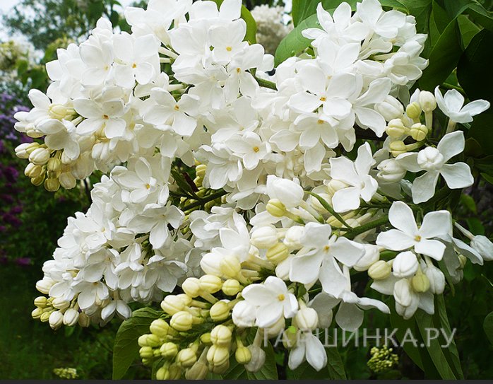 Сирень Агидель