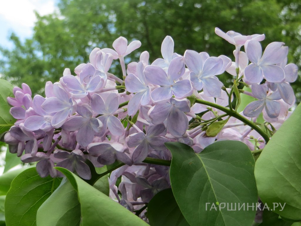 Сирень Ладога