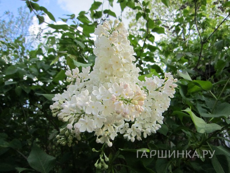Сирень Петербурженка
