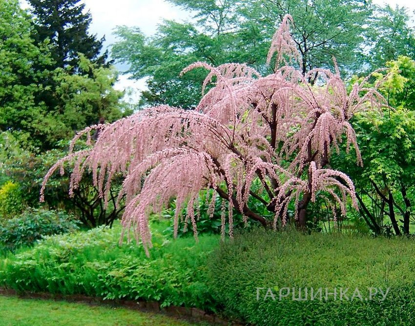 Гребенщик (тамарикс) мелкоцветковый
