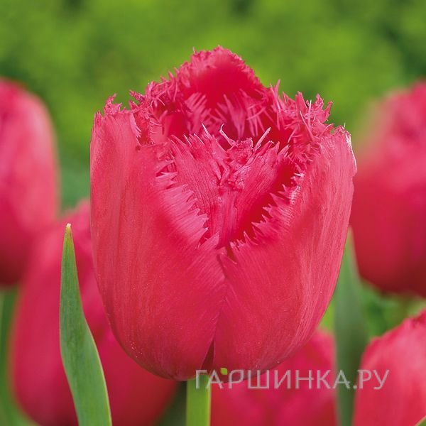 Тюльпан Бургунди Лейс 5 шт