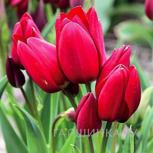 Тюльпан Silhouette Bouquet многоцветковый 5шт